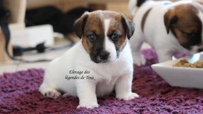 Les chiots de Jack Russell Terrier