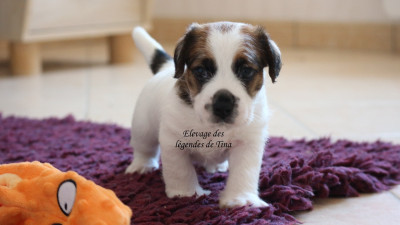 Les chiots de Jack Russell Terrier