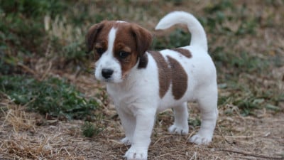 Les chiots de Jack Russell Terrier