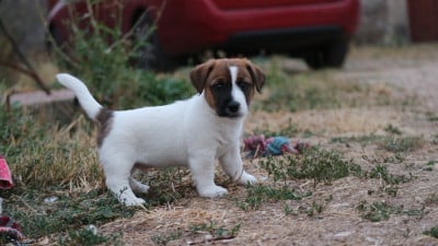 Les chiots de Jack Russell Terrier