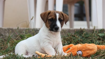 Les chiots de Jack Russell Terrier