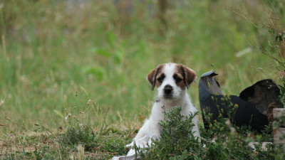 Les chiots de Jack Russell Terrier
