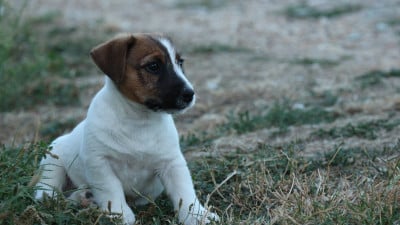 Les chiots de Jack Russell Terrier