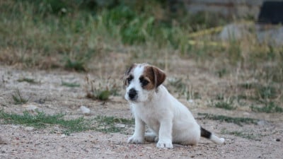 Les chiots de Jack Russell Terrier