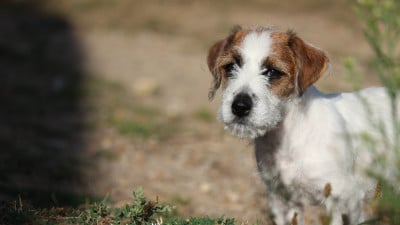 Les chiots de Jack Russell Terrier