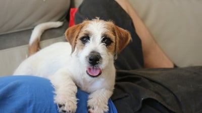 Jack Russell Terrier