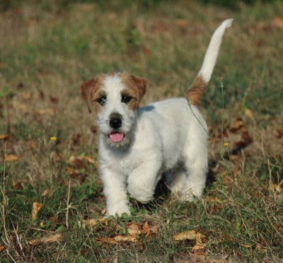 Les chiots de Jack Russell Terrier