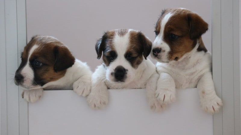 Jack Russell Terrier - des Légendes de Tina