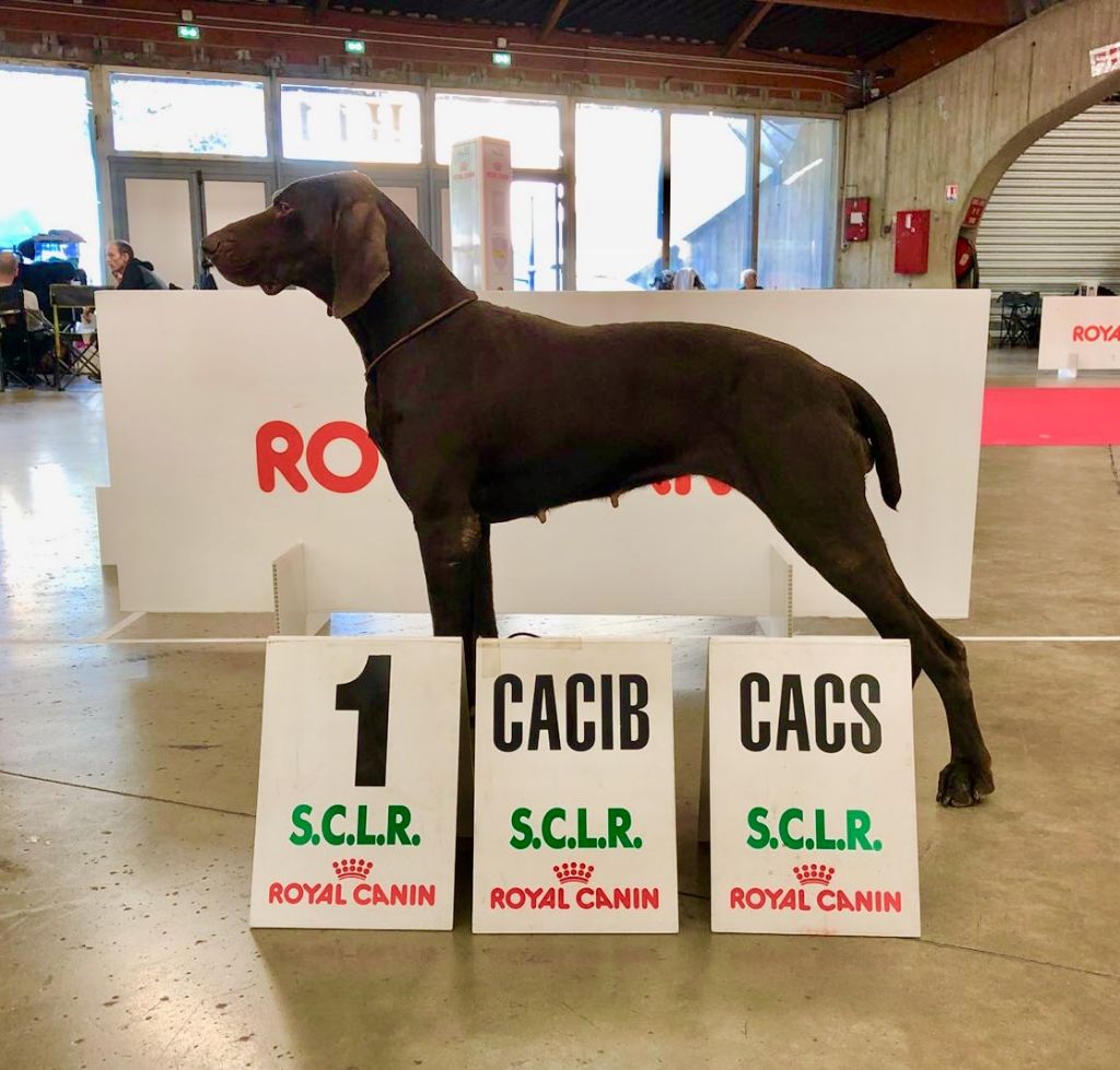 TR. CH. Jolie Du gue vaslin - MEILLEUR DE RACE - CACIB/CACS - 1er Excellent