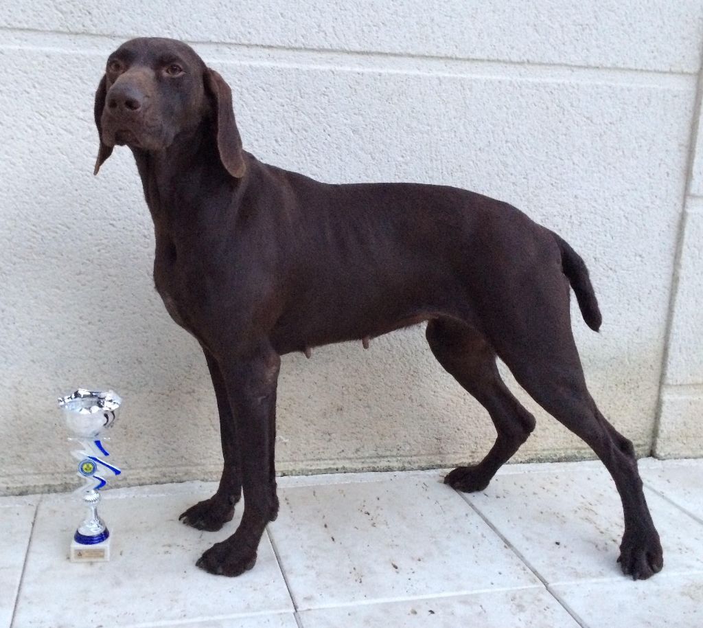 TR. CH. Jolie Du gue vaslin - 2ème Excellent