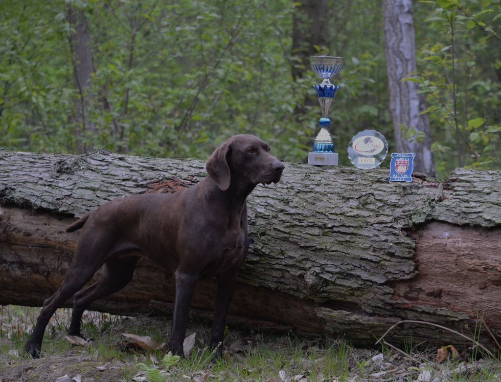 TR. CH. Jolie Du gue vaslin - MEILLEUR DE RACE DE SEXE OPPOSE - CACS - 1er Excellent