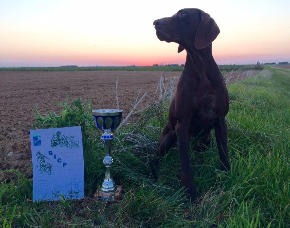 TR. CH. Jolie Du gue vaslin - BICP 1ère catégorie avec 31 points sur 32 - 2ème chien de la journée sur 17