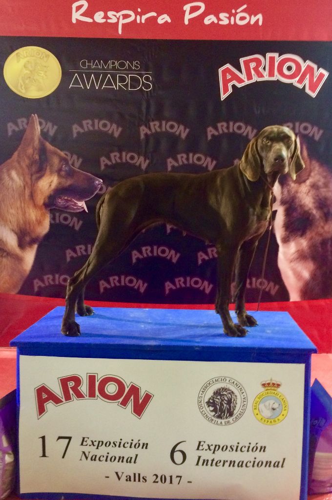 TR. CH. Jolie Du gue vaslin - CACIB/CAC - 1er Excellent