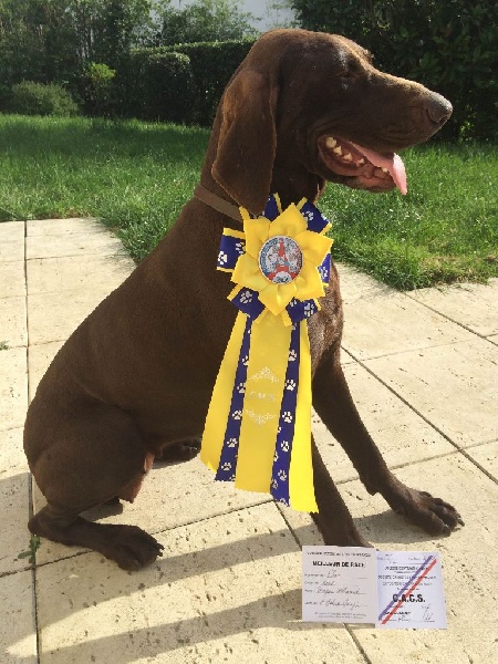 TR. CH. Jolie Du gue vaslin - Meilleur de Race - CACS - 1er Excellent