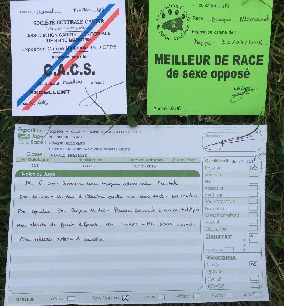 TR. CH. Jolie Du gue vaslin - MEILLEUR DE RACE DE SEXE OPPOSE - CACS - 1er Excellent