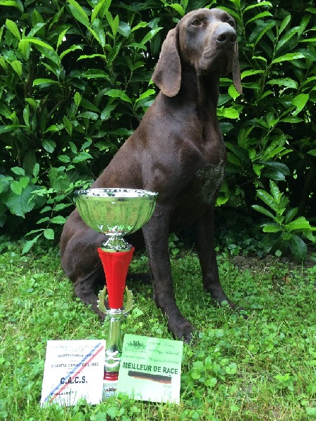 TR. CH. Jolie Du gue vaslin - Meilleur de Race - CACS - 1er Excellent
