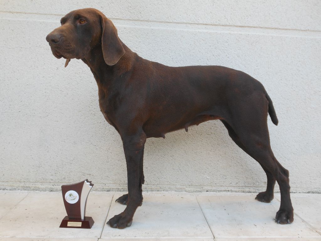 TR. CH. Jolie Du gue vaslin - Excellent