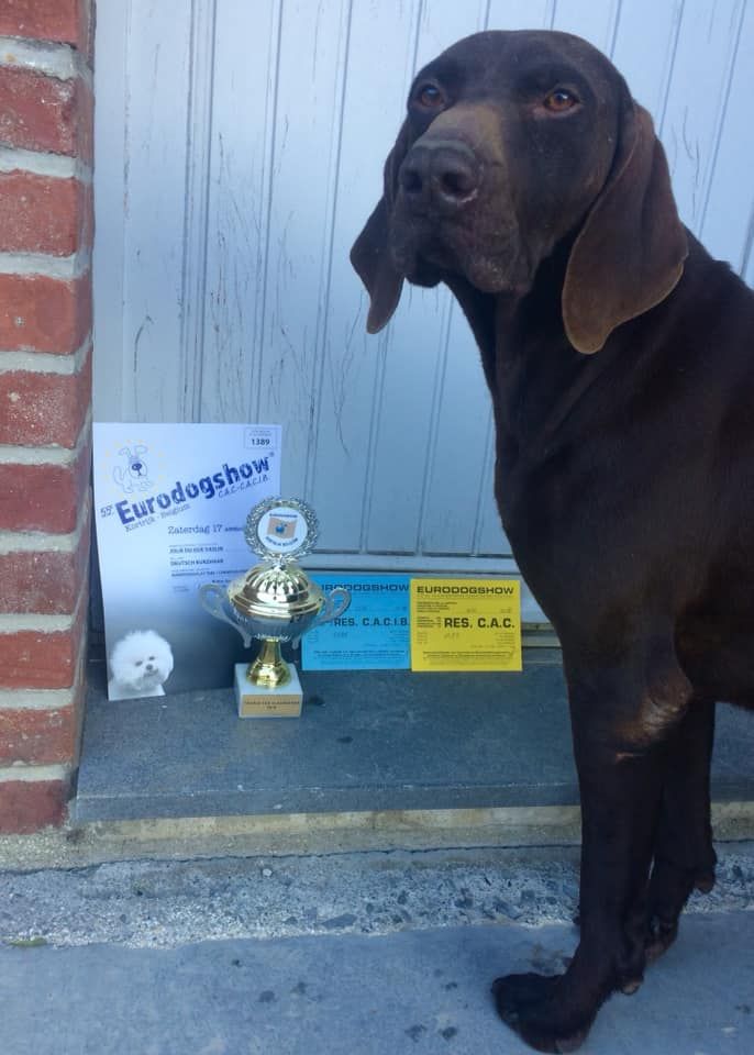 TR. CH. Jolie Du gue vaslin - RCACIB - RCAC - 1er Excellent