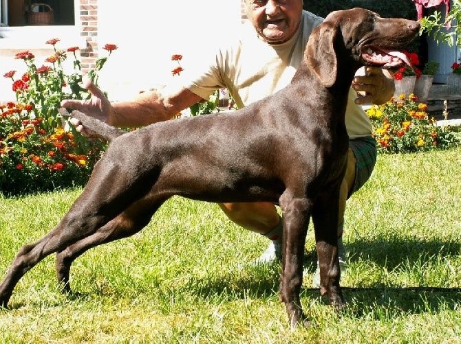 TR. CH. Jolie Du gue vaslin - Très Prometteur