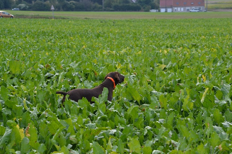 TR. CH. Jolie Du gue vaslin - Vice champion des rencontres départementales Saint-Hubert - Trialisant