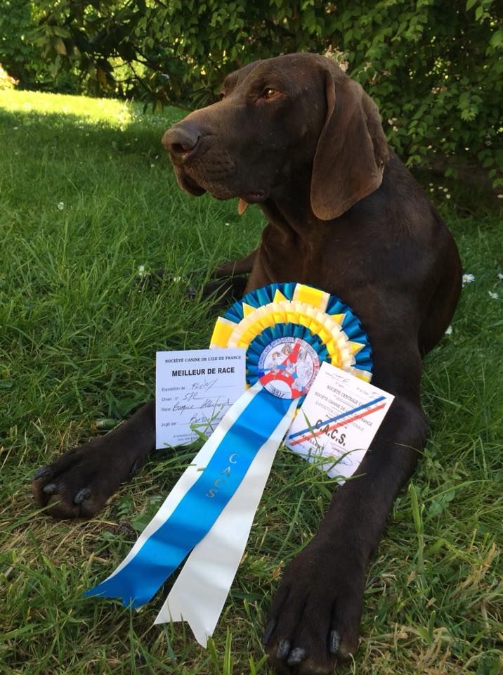 TR. CH. Jolie Du gue vaslin - MEILLEUR DE RACE - CACS - 1ère Excellent