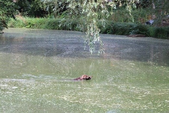 TR. CH. Jolie Du gue vaslin - Rapport En Eau Profonde Homologué sur canard