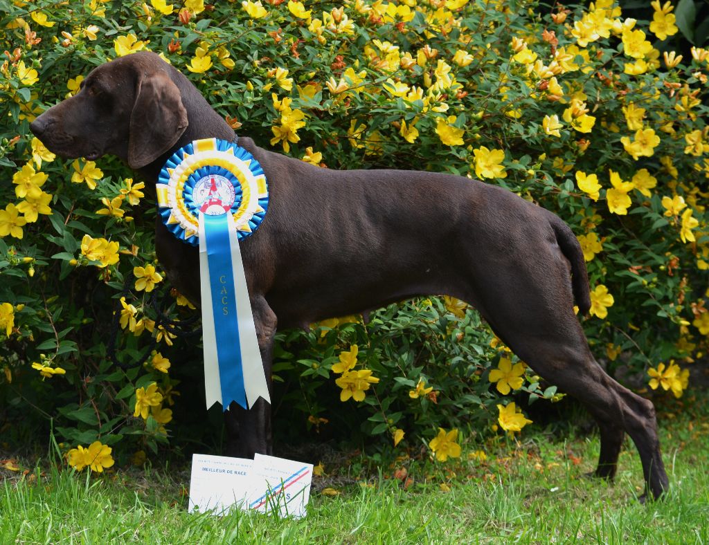 TR. CH. Jolie Du gue vaslin - MEILLEUR DE RACE - CACS - 1ère Excellent