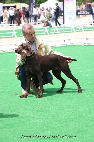 TR. CH. Jolie Du gue vaslin - 2ème Excellent (Classe Travail)