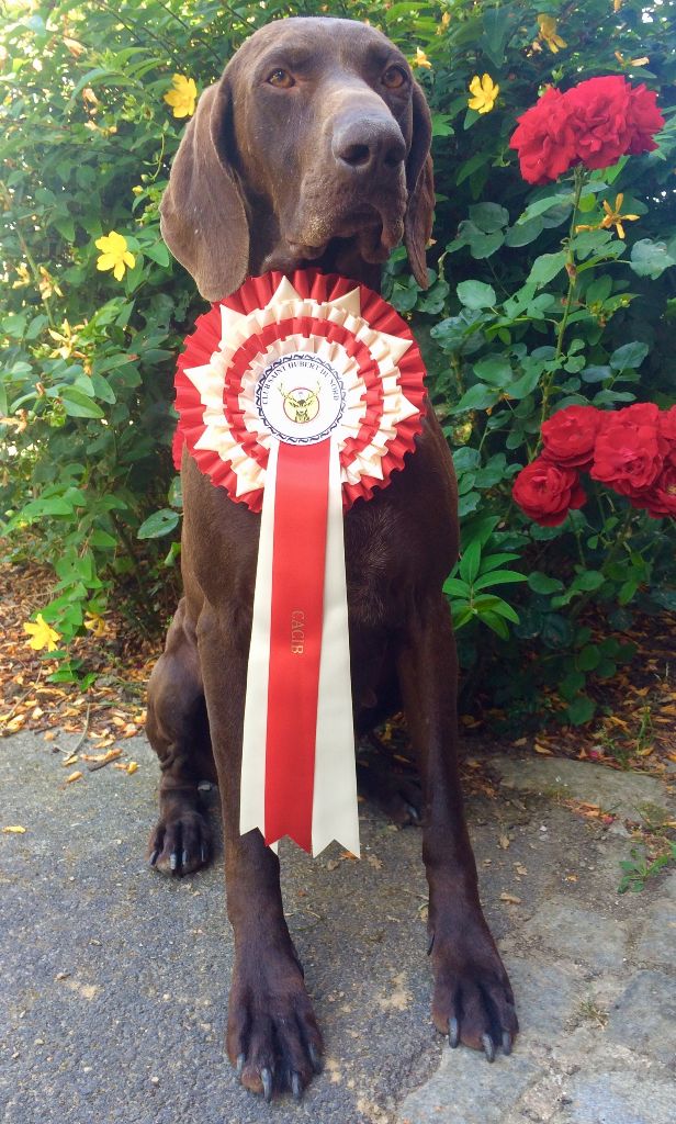 TR. CH. Jolie Du gue vaslin - MEILLEUR DE RACE DE SEXE OPPOSE - CACIB - 1er Excellent (CLASSE CHAMPION)