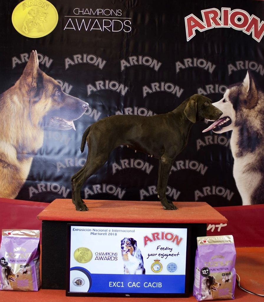 TR. CH. Jolie Du gue vaslin - CACIB/CAC - 1er Excellent