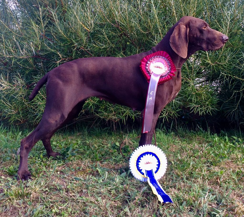 TR. CH. Jolie Du gue vaslin - MEILLEUR DE RACE - MEILLEUR CHAMPION - CACIB - 1er Excellent