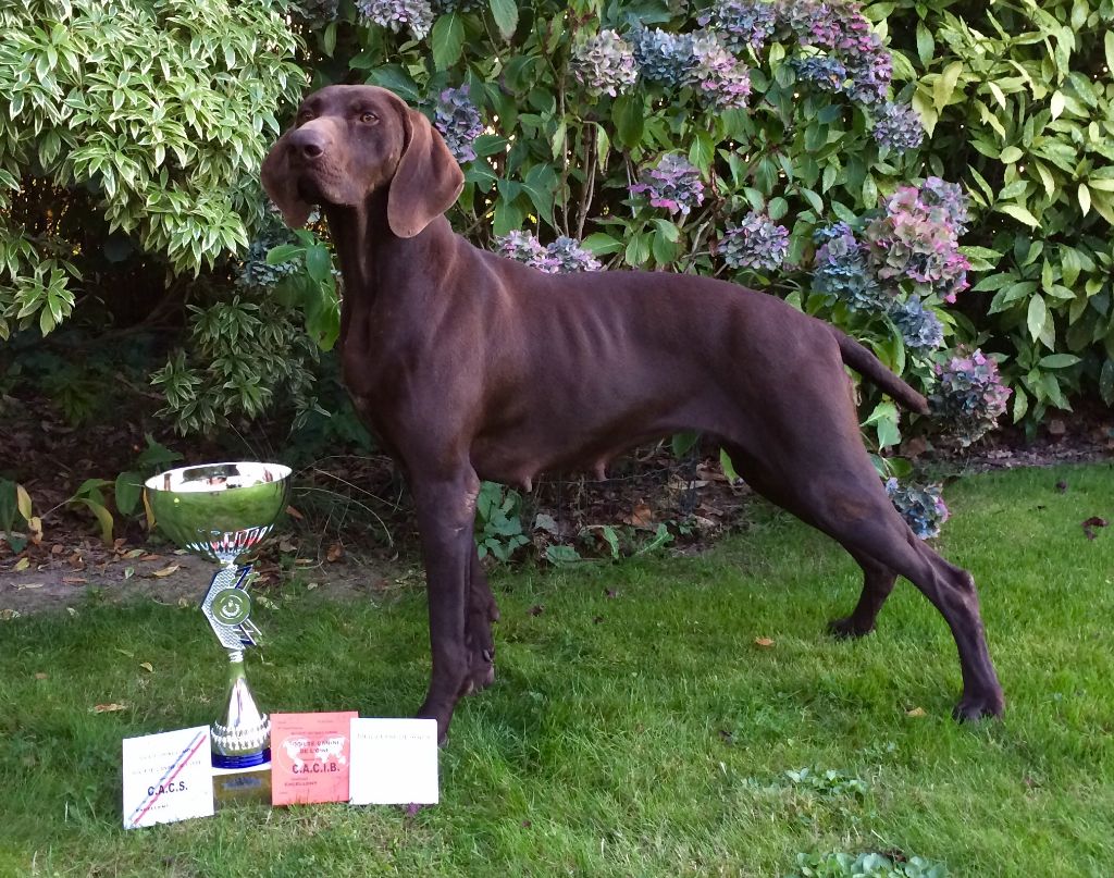 TR. CH. Jolie Du gue vaslin - MEILLEUR DE RACE - CACIB/CACS - 1er Excellent