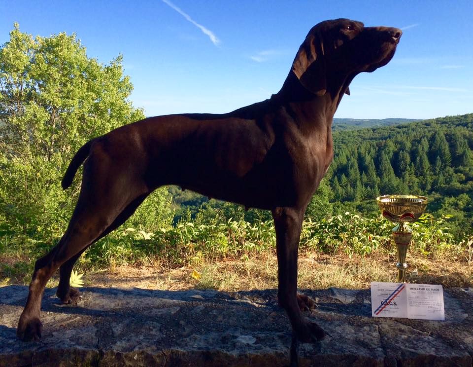 TR. CH. Jolie Du gue vaslin - Meilleur de Race - CACS - 1er Excellent