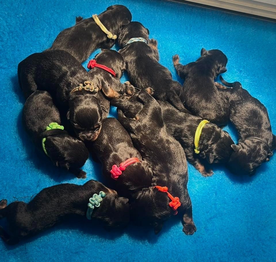 Rottweiler - Vom Owane's Paradise