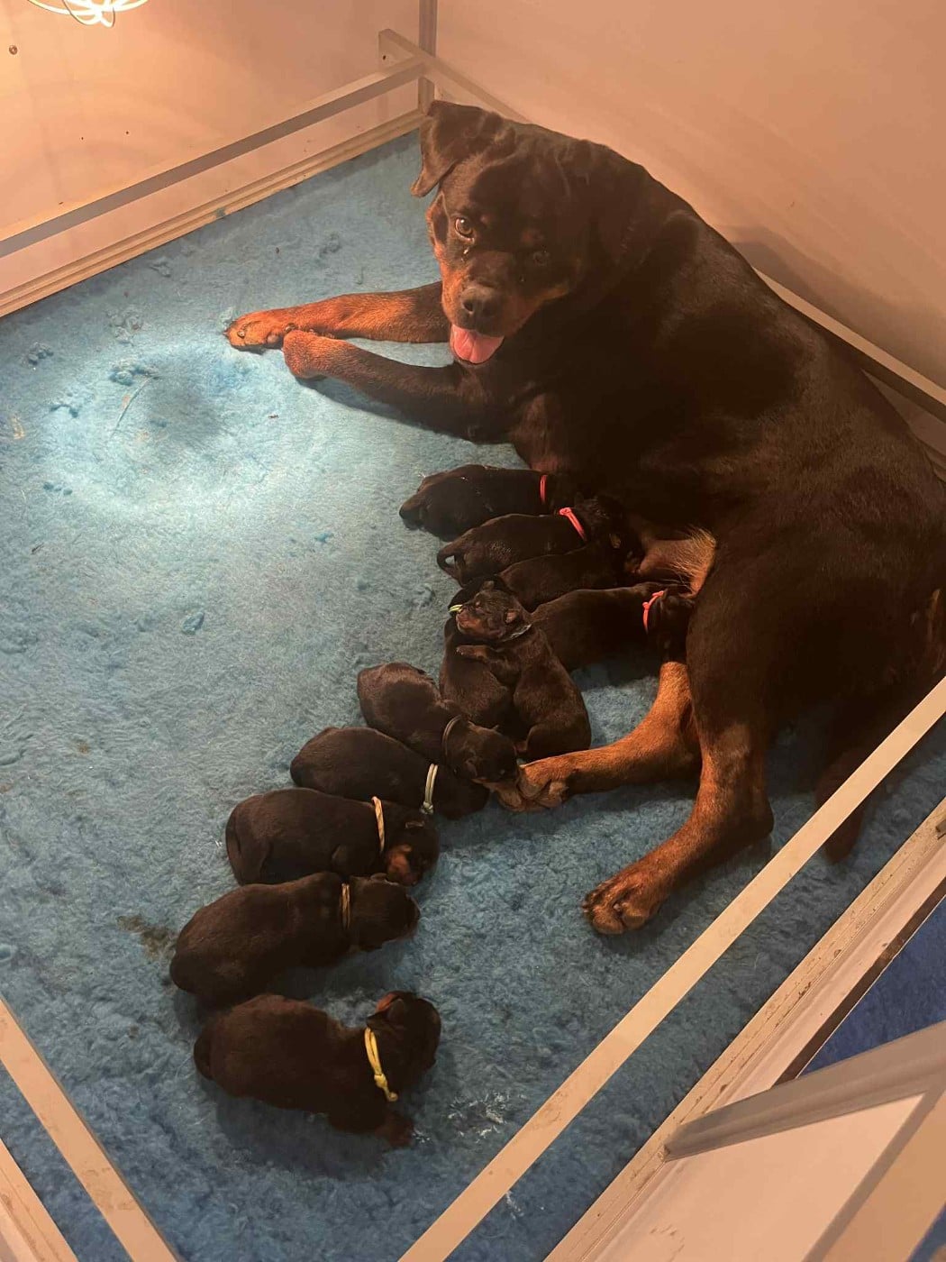 Rottweiler - Vom Owane's Paradise