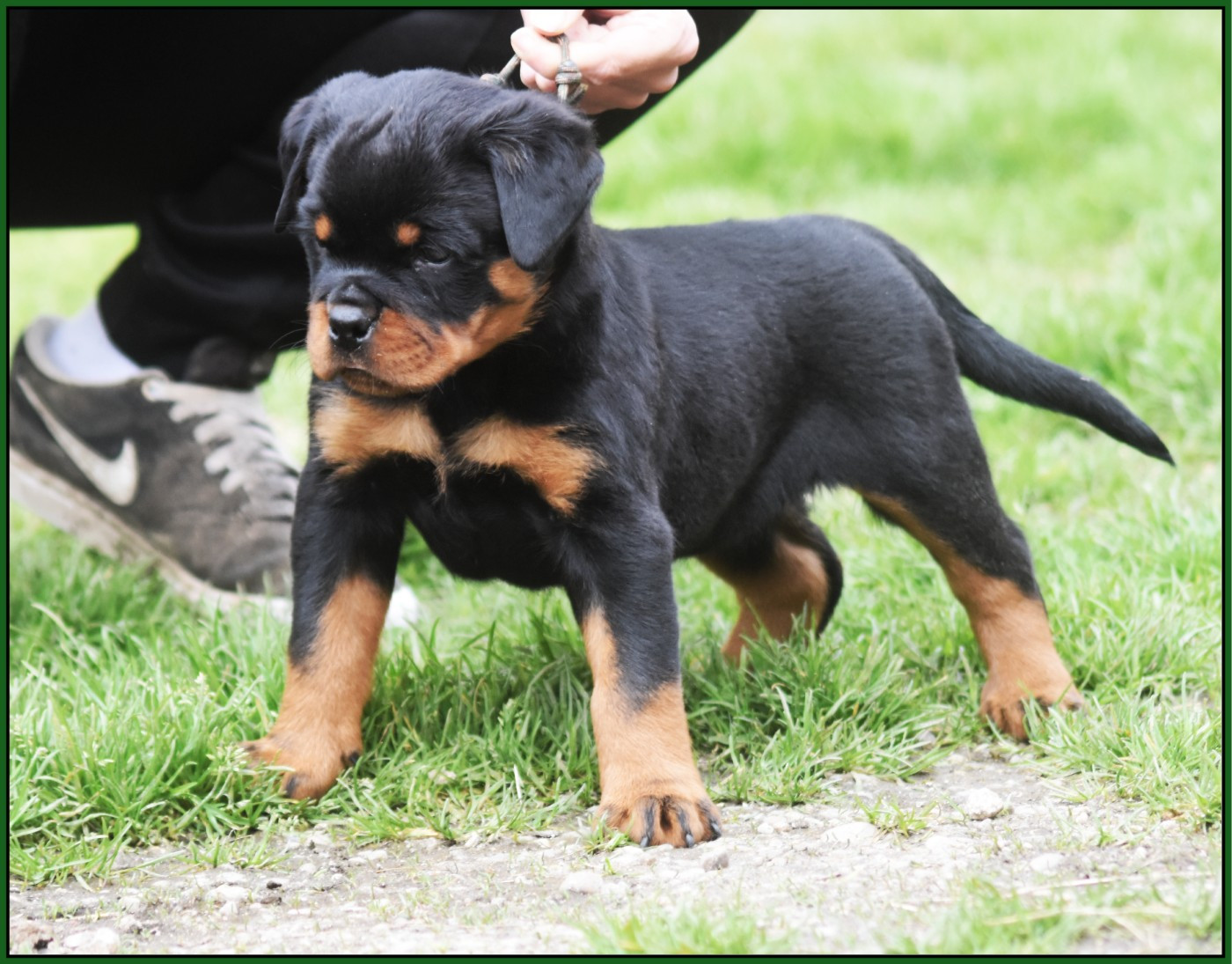 Benzino - Mâle Militaire