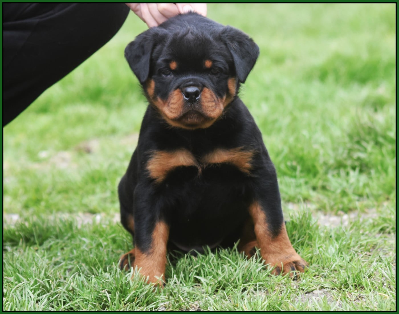 Benzino - Mâle Militaire