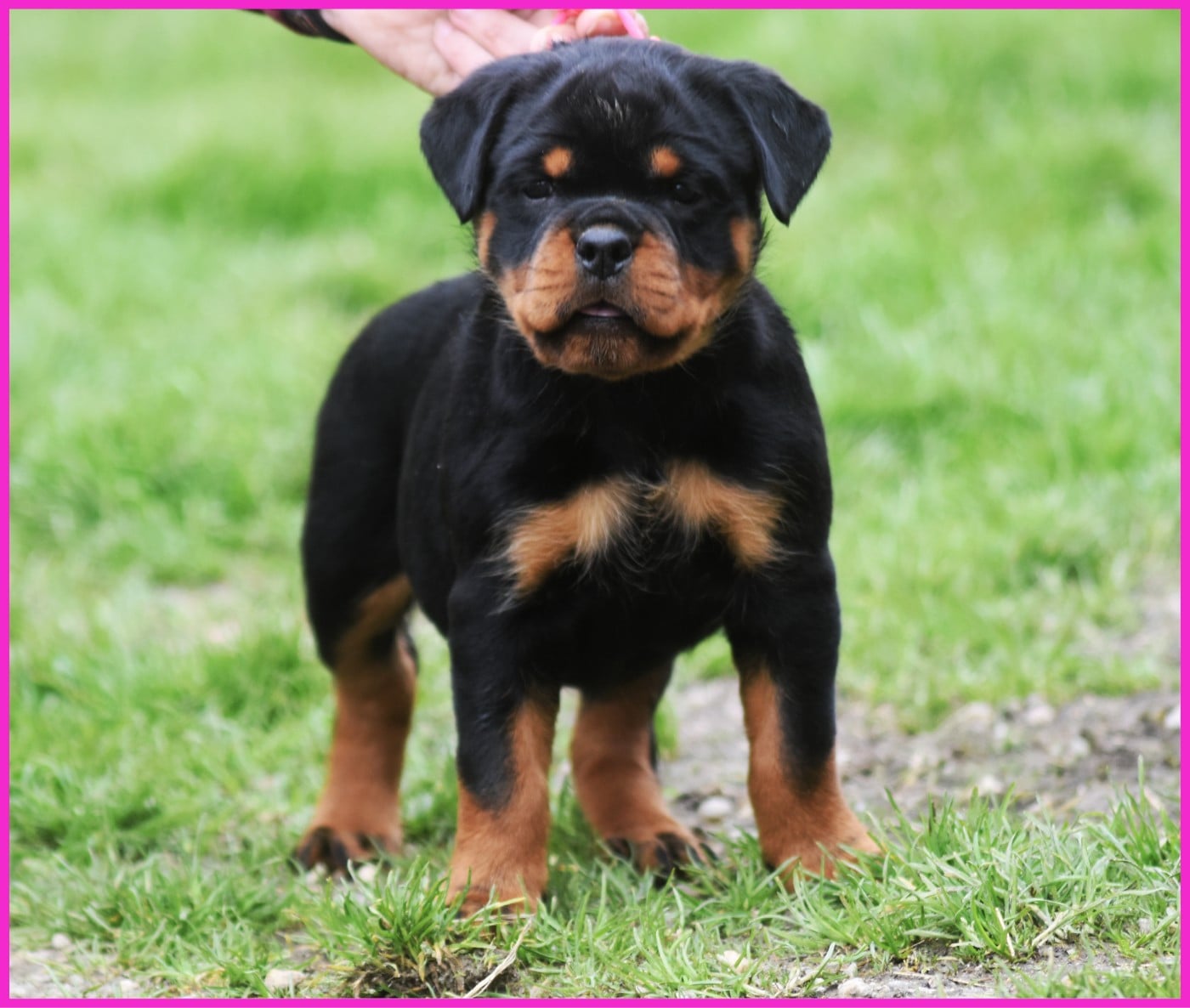 Bounty - Femelle Rose