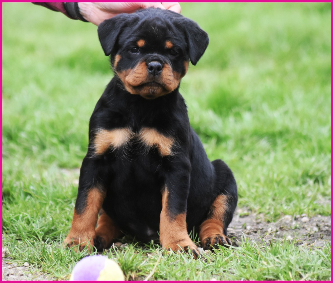 Bounty - Femelle Rose