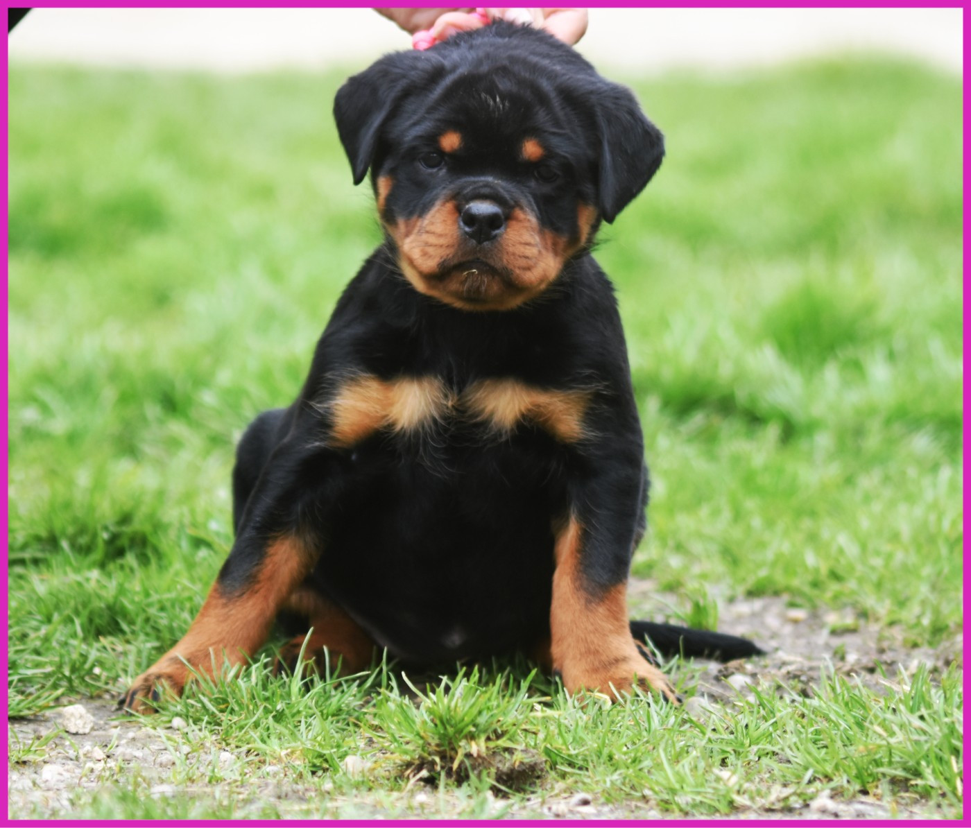 Bounty - Femelle Rose