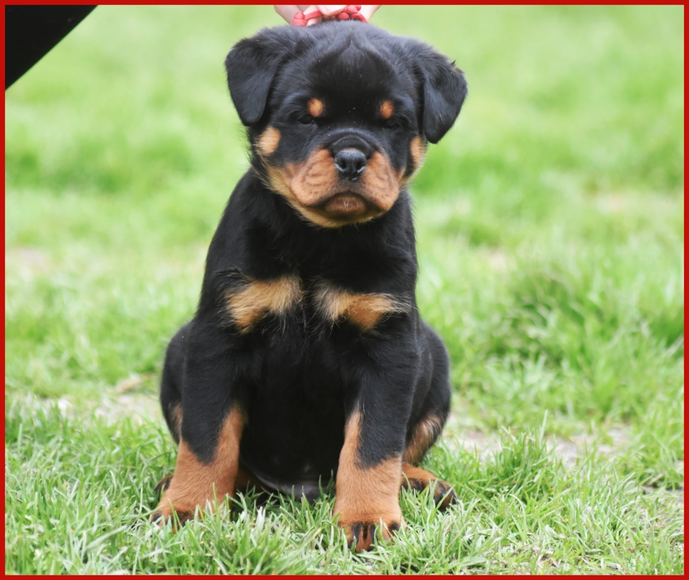 Bagheera - Mâle Rouge