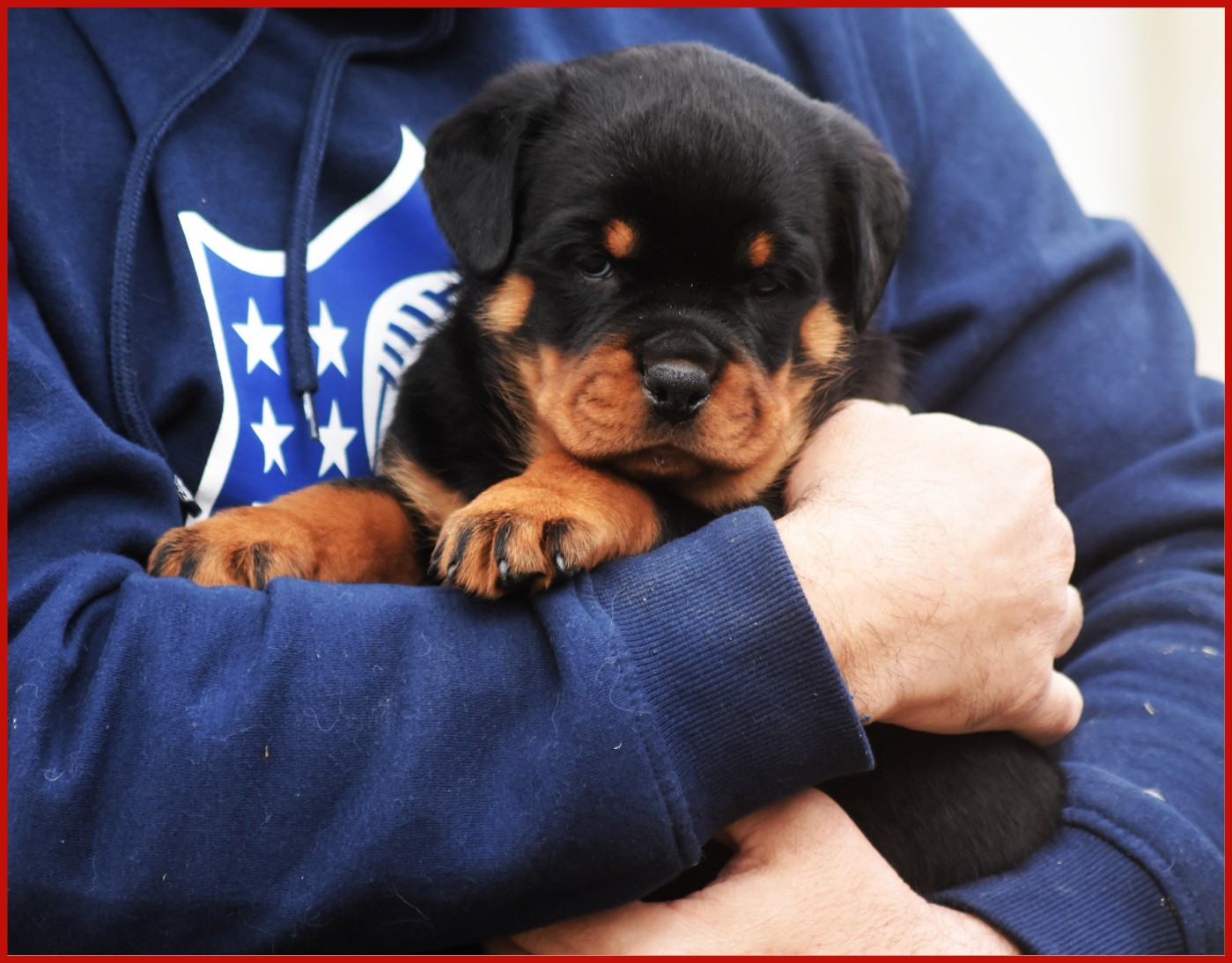 Bagheera - Mâle Rouge