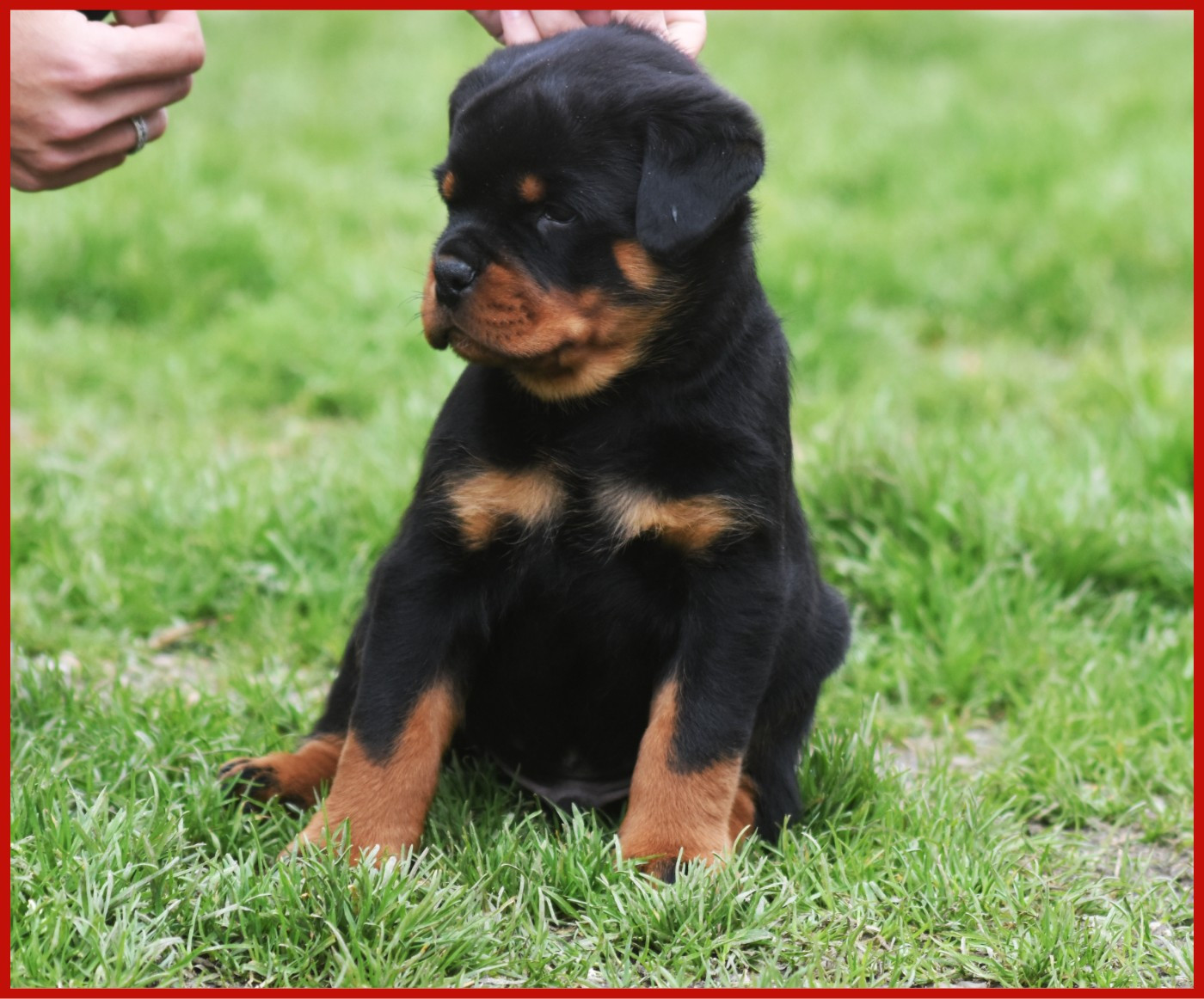 Bagheera - Mâle Rouge