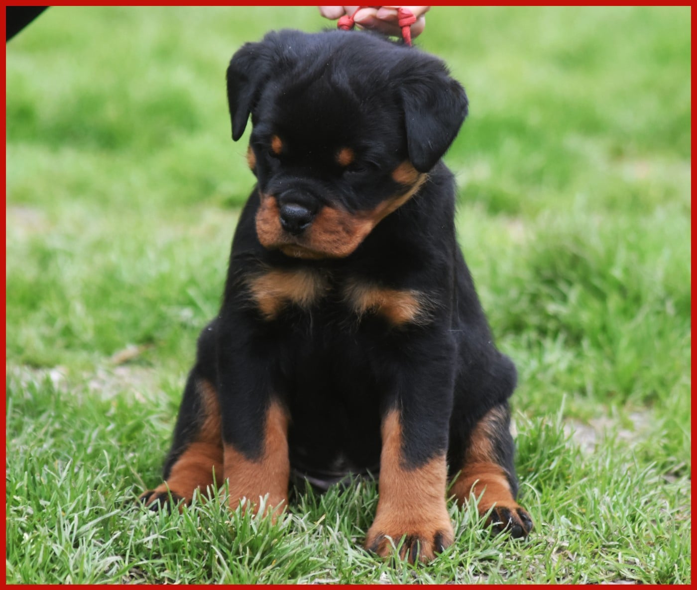 Bagheera - Mâle Rouge