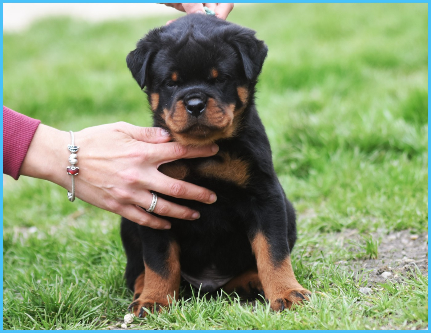 Ben - Mâle Bleu Ciel