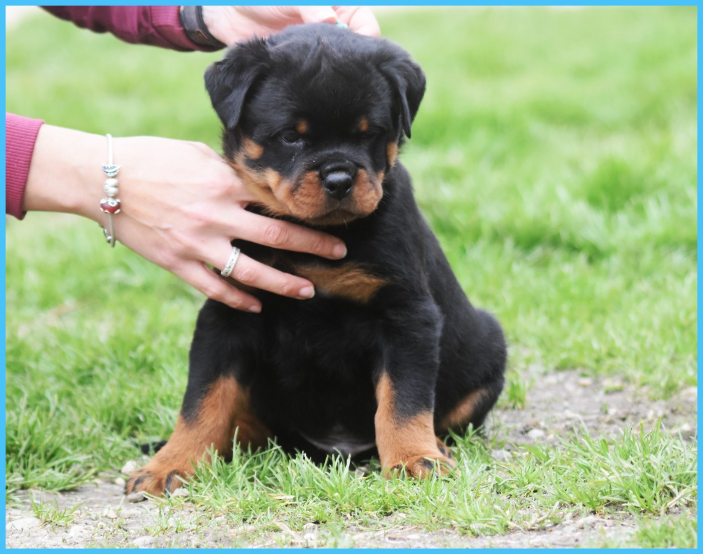 Ben - Mâle Bleu Ciel