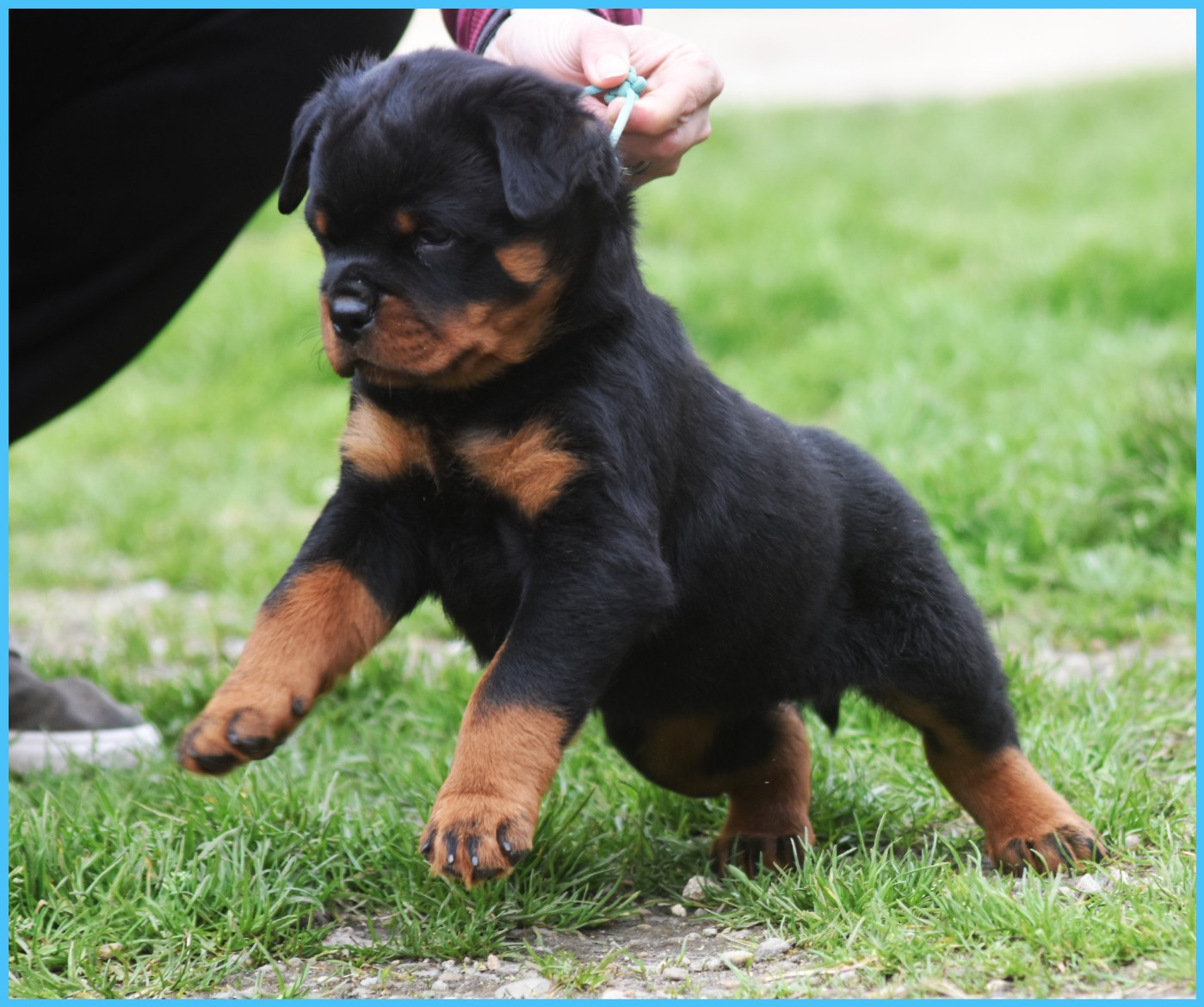 Ben - Mâle Bleu Ciel