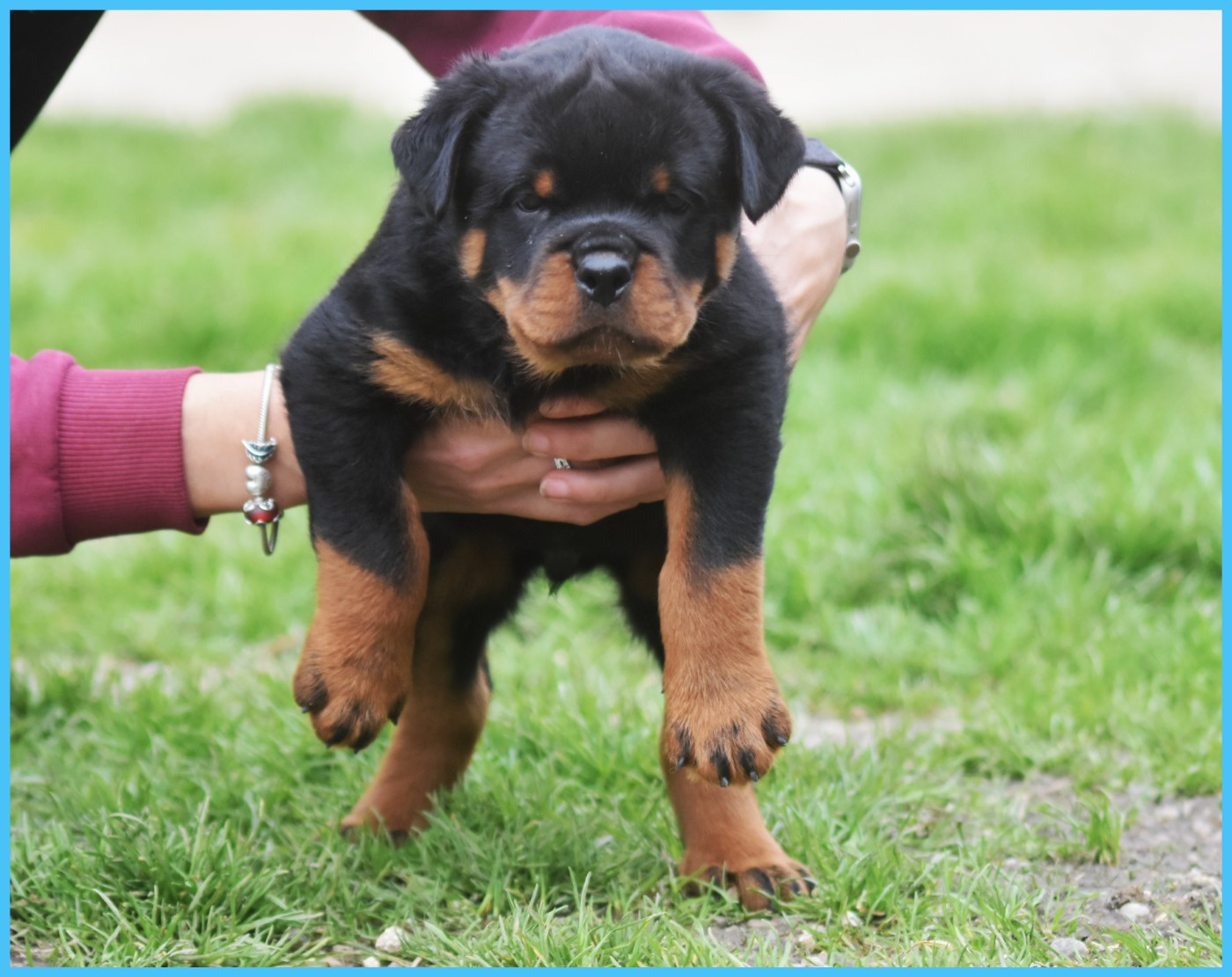 Ben - Mâle Bleu Ciel