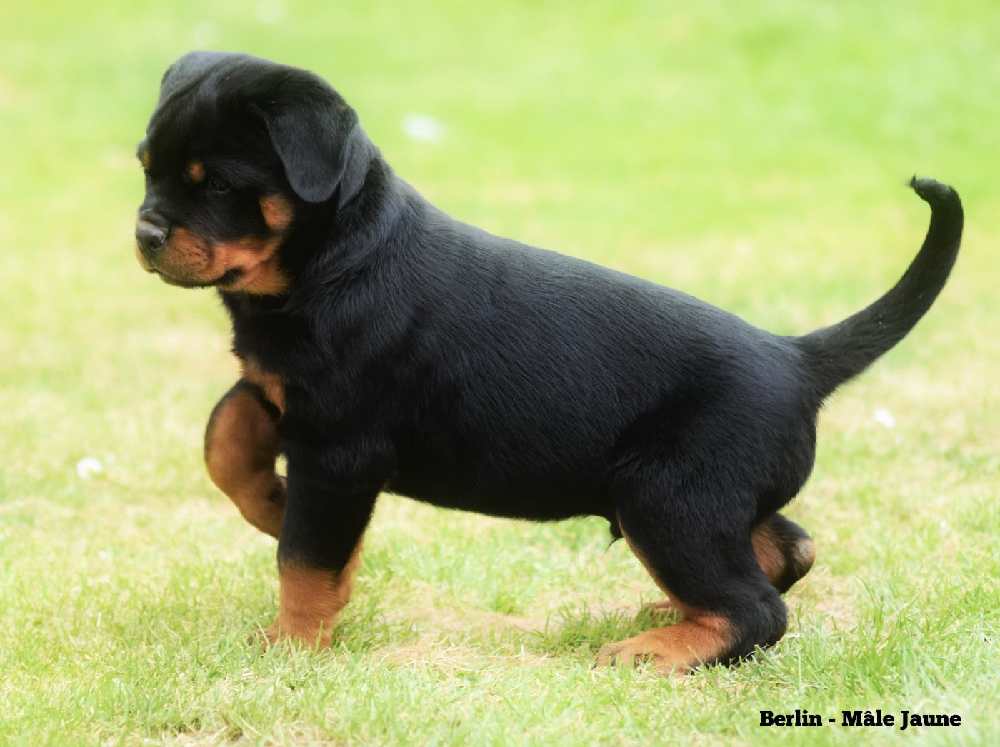 Mâle Jaune - Berlin