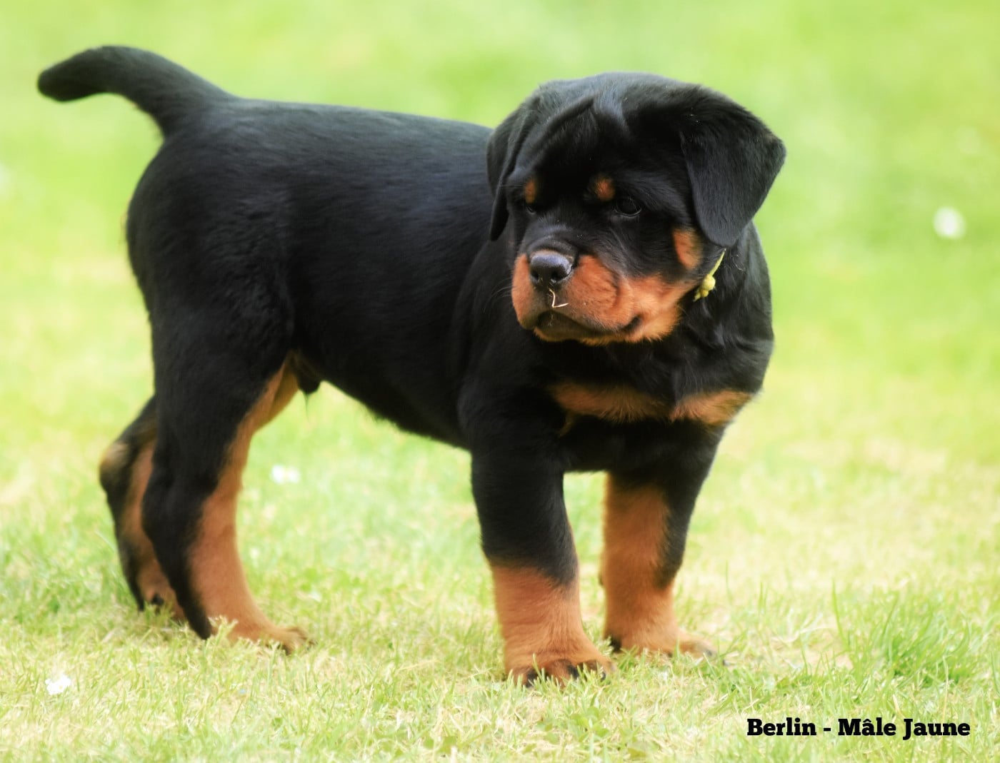 Mâle Jaune - Berlin
